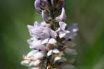 Sampson's snakeroot